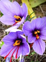 Saffron